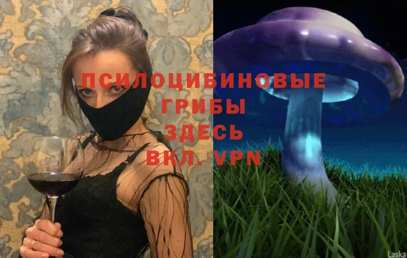 сколько стоит  Нововоронеж  ОМГ ОМГ как войти  Псилоцибиновые грибы Psilocybine cubensis 